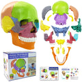 New Anatomy Skull Model 15 Parts Human Anatomy Exploded Skull Detachable Palm-Sized Mini Human Color Medical Skull Model,Medical Dental Clinic Teaching Equipment,Learning with Color Study Manual