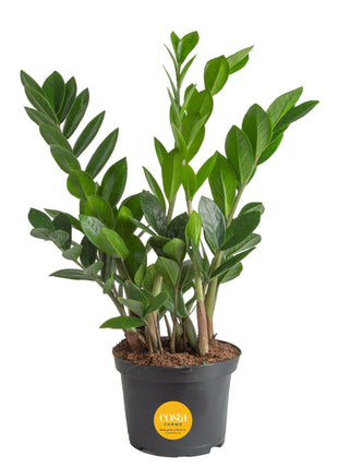 Costa Farms ZZ Live Plant in Plastic Pot, Easy to Maintain, Air Purifying Indoor Houseplant, Perfect for Home, Room, or Office Decor, Great House Warming or Birthday Gift, 12-20 Inches Tall