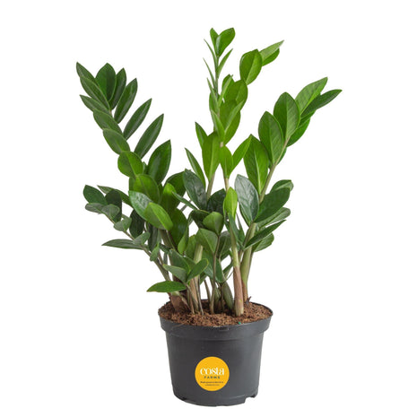Costa Farms ZZ Live Plant in Plastic Pot, Easy to Maintain, Air Purifying Indoor Houseplant, Perfect for Home, Room, or Office Decor, Great House Warming or Birthday Gift, 12-20 Inches Tall