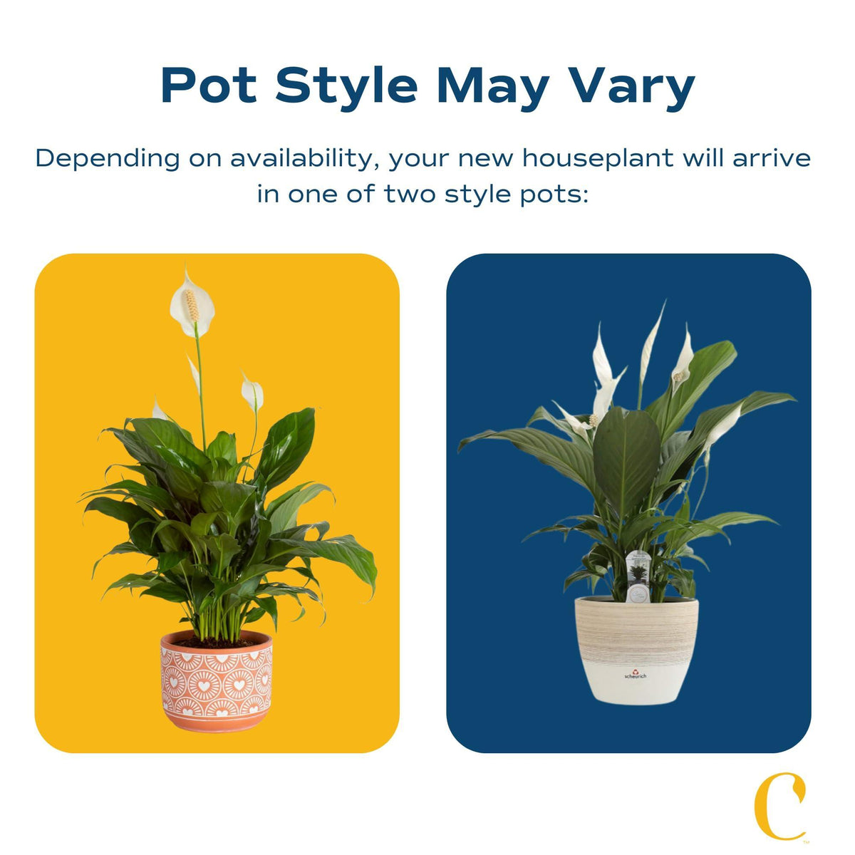 Costa Farms Spathiphyllum Peace Lily Live Indoor Plant in in Premium Scheurich Ceramic Planter, 15-Inch