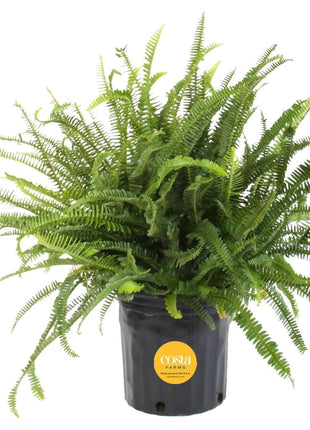 Costa Farms Kimberly Queen Fern Live Plant in Plastic Pot, Large Indoor & Outdoor Houseplant, Perfect for Home, Room, or Office Decor, Great House Warming or Birthday Gift, 2-3 Feet Tall