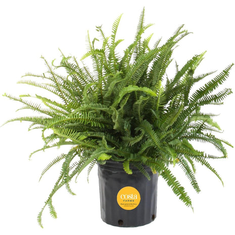 Costa Farms Kimberly Queen Fern Live Plant in Plastic Pot, Large Indoor & Outdoor Houseplant, Perfect for Home, Room, or Office Decor, Great House Warming or Birthday Gift, 2-3 Feet Tall