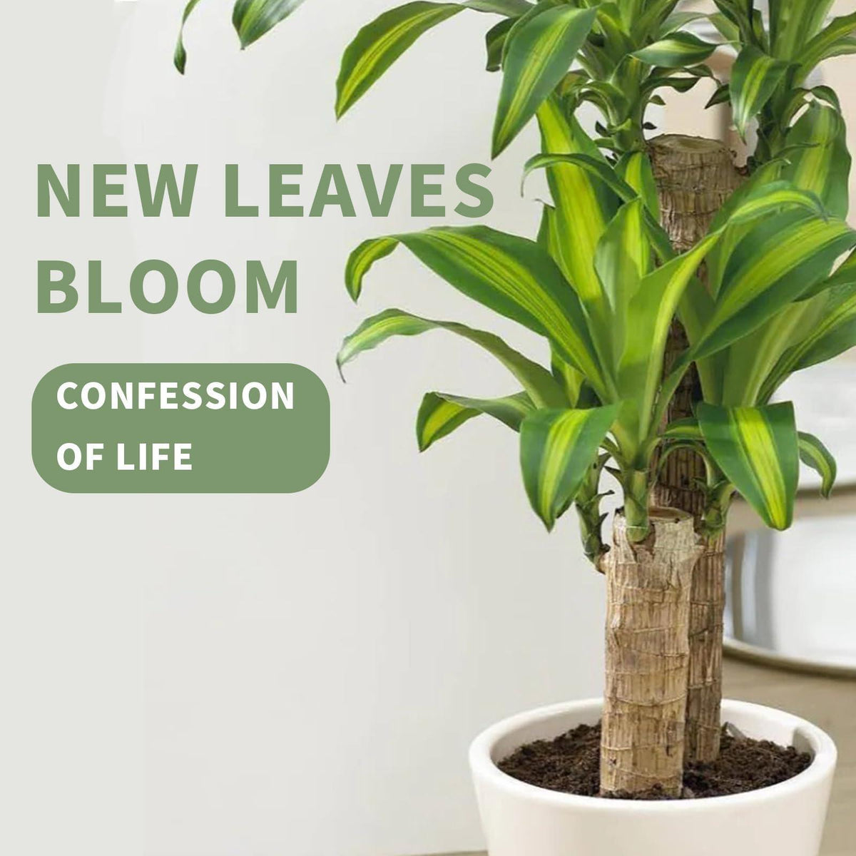Joxipe Brazilian Lucky Tree Plants, Bamboo and Trays, Small Plant desks, Good Luck Offices, Kitchens, Living Rooms, Home Decorations, Brazilian Lucky Tree