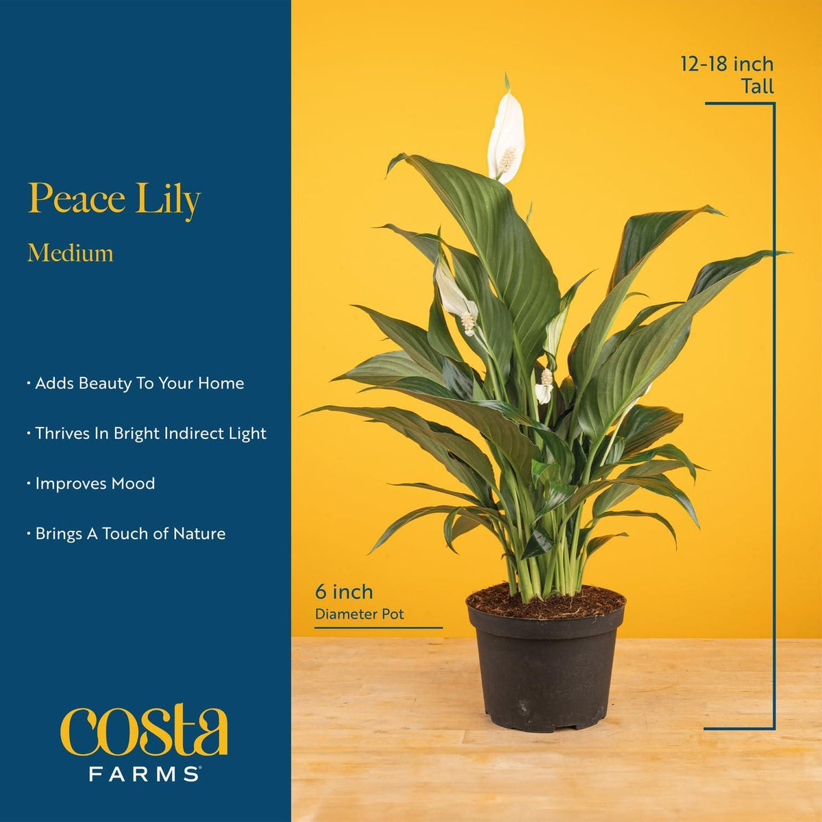 Costa Farms Spathiphyllum Peace Lily Live Indoor Plant in in Premium Scheurich Ceramic Planter, 15-Inch