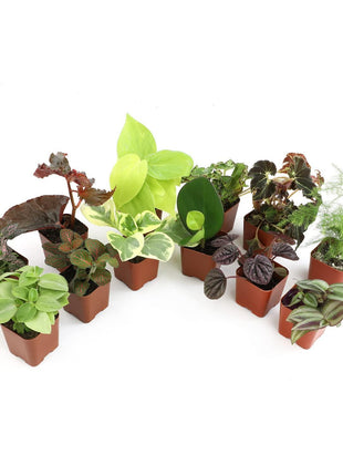 Altman Plants Live Houseplants (12PK), Indoor Plants for Delivery Prime, Live Plants and Gardening Gifts for Plant Lovers, Planters for Indoor Plants with Potting Soil, Live House Plants Indoors Live