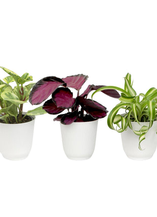 Pet Friendly House Plant Decor 3-Pack, Dog & Cat Safe Plants in 4 inch White Pots for Home & Office, Grower's Choice Live Houseplants, Approx. 9 inch Tall, Peperomia, Calathea & More by Plants for Pets