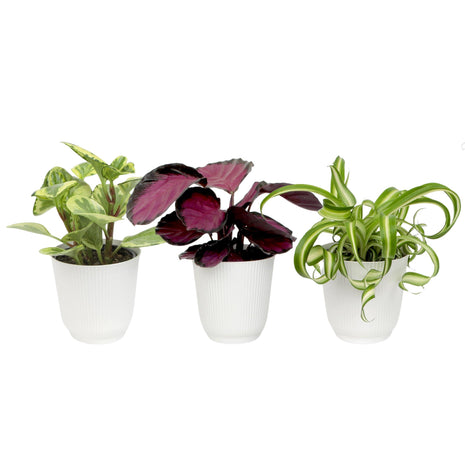 Pet Friendly House Plant Decor 3-Pack, Dog & Cat Safe Plants in 4 inch White Pots for Home & Office, Grower's Choice Live Houseplants, Approx. 9 inch Tall, Peperomia, Calathea & More by Plants for Pets