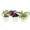 Pet Friendly House Plant Decor 3-Pack, Dog & Cat Safe Plants in 4 inch White Pots for Home & Office, Grower's Choice Live Houseplants, Approx. 9 inch Tall, Peperomia, Calathea & More by Plants for Pets