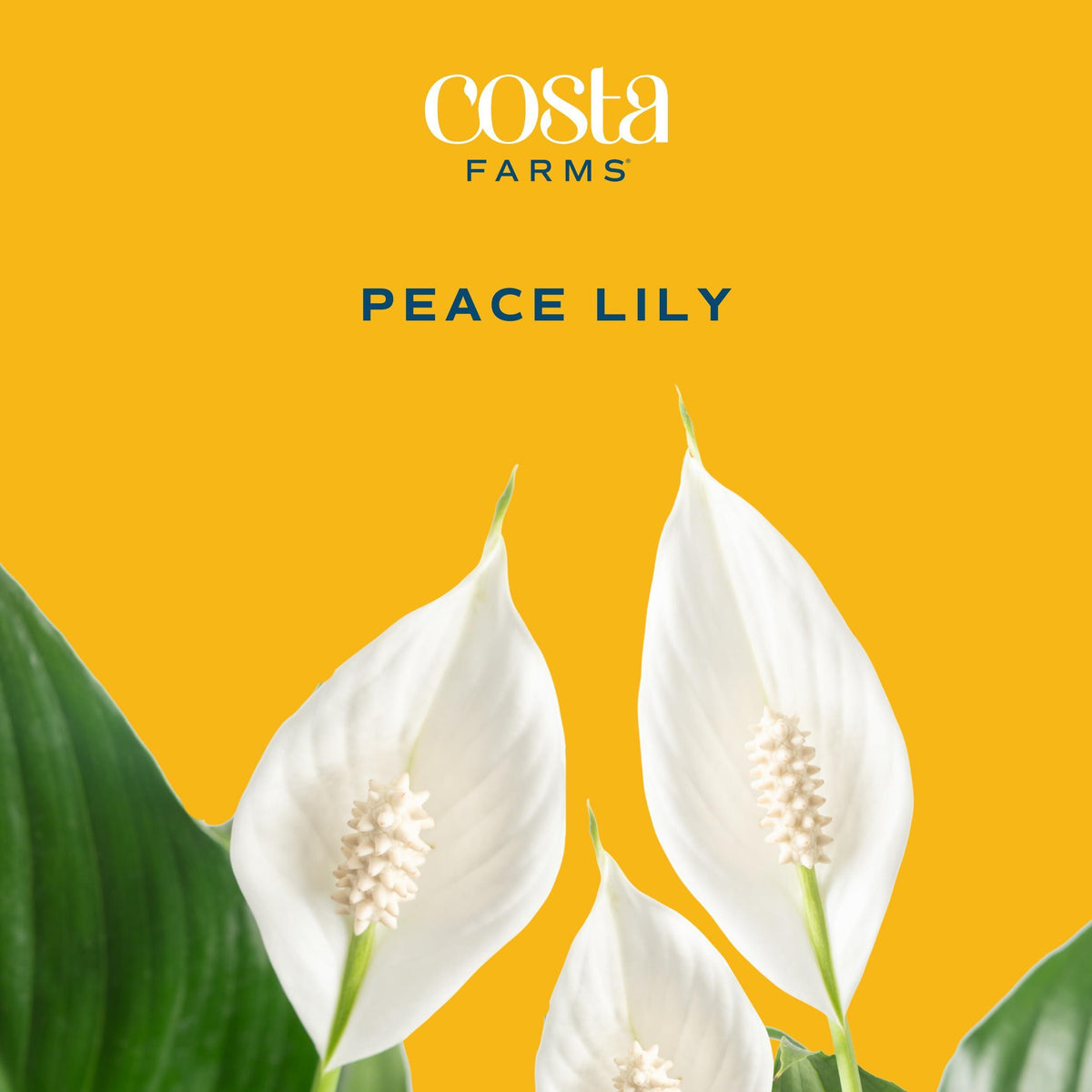 Costa Farms Peace Lily, Live Indoor Plant with Flowers, Air Purifying Houseplant in Nursery Planter Pot, Potting Soil, Thinking of You Gift, Plants Room Decor, 1 Foot Tall