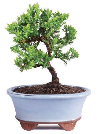 Brussel's Bonsai - Live Green Mound Juniper Bonsai Tree, Outdoor Bonsai Tree Live Plant in Decorative Container, 3 Years Old, 4-6 Inches Tall, Easy Care Bonsai for Patio Garden Décor (Small, Green)