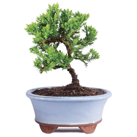 Brussel's Bonsai - Live Green Mound Juniper Bonsai Tree, Outdoor Bonsai Tree Live Plant in Decorative Container, 3 Years Old, 4-6 Inches Tall, Easy Care Bonsai for Patio Garden Décor (Small, Green)