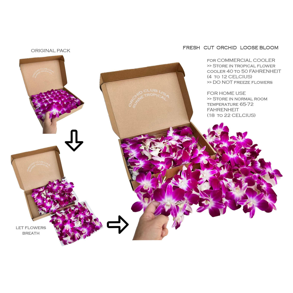 Miami Fresh Orchid Loose Bloom PERISHABLE flowers OrchidClub USA Sunne Tropical DIY lei, food & drink decoration (100 PURPLE)