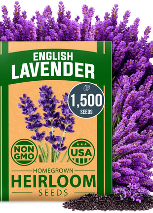 HOME GROWN 𝗨𝗦𝗔 𝗣𝗥𝗘𝗠𝗜𝗨𝗠 English Lavender Seeds 1,500+ 𝗡𝗢𝗡-𝗚𝗠𝗢 Wildflower Seed for Planting Indoor/Outdoor, High Germination, Plant Flower Seeds (Lavandula antustifolia)