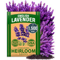 HOME GROWN 𝗨𝗦𝗔 𝗣𝗥𝗘𝗠𝗜𝗨𝗠 English Lavender Seeds 1,500+ 𝗡𝗢𝗡-𝗚𝗠𝗢 Wildflower Seed for Planting Indoor/Outdoor, High Germination, Plant Flower Seeds (Lavandula antustifolia)