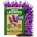 HOME GROWN ?????? ?????????????? English Lavender Seeds 1,500+ ??????-?????? Wildflower Seed for Planting Indoor/Outdoor, High Germination, Plant Flower Seeds (Lavandula antustifolia)