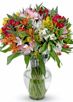 Benchmark Bouquets - 25 Stem Peruvian Lilies (Glass Vase Included) - Fresh Flowers for Delivery - Gift for Birthday, Anniversary, Sympathy, Get Well, Congratulations, Thanksgiving, Christmas