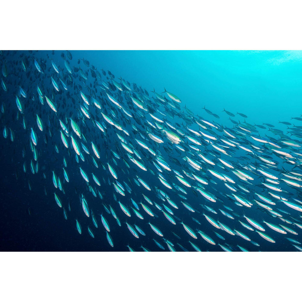 Season Sardines in Extra Virgin Olive Oil - Skinless & Boneless, Wild Caught, 22g of Protein, Keto Snacks, More Omega 3's Than Tuna, Kosher, High in Calcium, Canned Sardines - 4.37 Oz Tins, 12-Pack