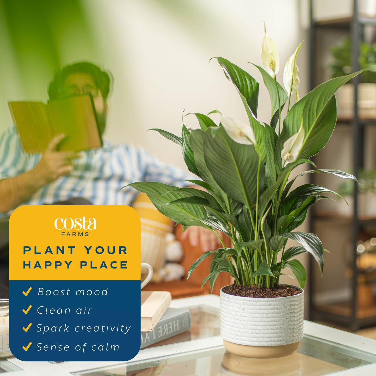 Costa Farms Spathiphyllum Peace Lily Live Indoor Plant in in Premium Scheurich Ceramic Planter, 15-Inch
