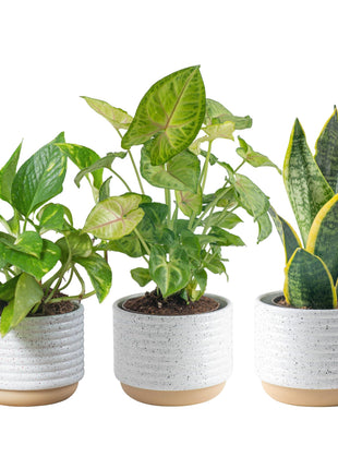 Costa Farms Live Indoor Plants in Decorative Pots, Easy to Maintain, Air Purifying Houseplants, Assorted Varieties, Room or Home Decor, House Warming Gift, 8-12 Inches Tall, Pack of 3