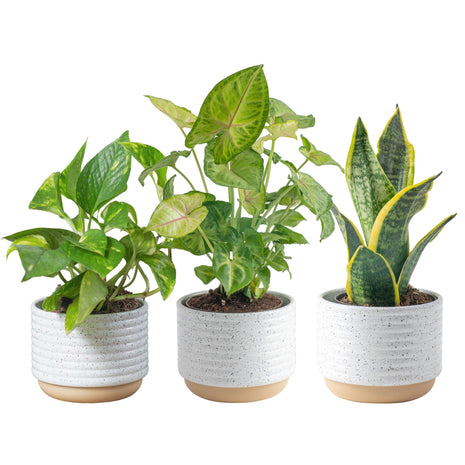 Costa Farms Live Indoor Plants in Decorative Pots, Easy to Maintain, Air Purifying Houseplants, Assorted Varieties, Room or Home Decor, House Warming Gift, 8-12 Inches Tall, Pack of 3
