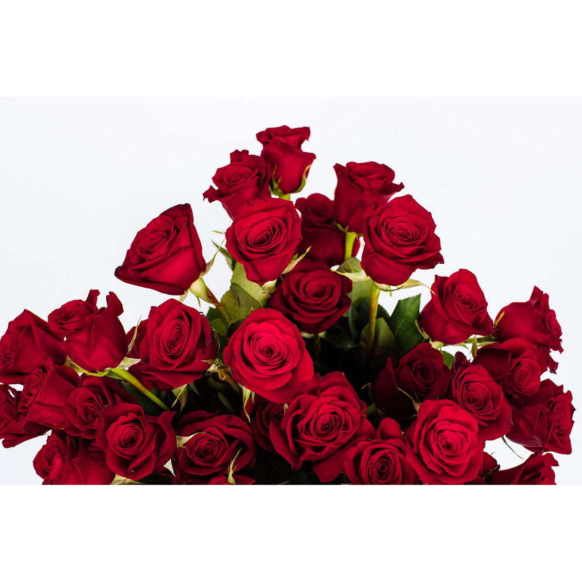 Benchmark Bouquets - 50 Stem Premium Red Roses (2 Bundles of 25; Vase Not Included) - Fresh Flowers for Delivery - Gift for Graduation, Birthday, Anniversary, Sympathy, Get Well, Congratulations