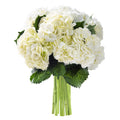 Beauty Bouquet of 6 White Hydrangeas Without Vase - Fall Collection - KaBloom Prime Next Day - Gift for Birthday, Anniversary, Get Well, Thank You, Valentine, Mother’s Day Fresh Flowers