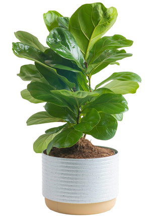 Costa Farms Baby Fiddle Leaf Fig Live Plant in Decorative Pot, Indoor Houseplant, Perfect for Home, Room, or Office Decor, Great House Warming or Birthday Gift, 12-18 Inches Tall