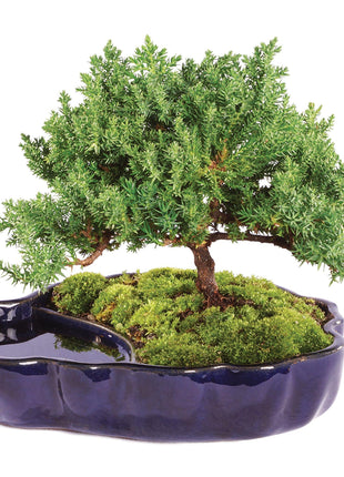 Brussel's Bonsai - Live Green Mound Juniper Bonsai Tree in Zen Reflections Pot, Outdoor Bonsai Tree Live Plant, 3 Years Old, 6-8 Inches Tall, Easy Care Bonsai for Patio Garden (Small, Green)