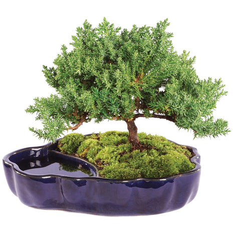 Brussel's Bonsai - Live Green Mound Juniper Bonsai Tree in Zen Reflections Pot, Outdoor Bonsai Tree Live Plant, 3 Years Old, 6-8 Inches Tall, Easy Care Bonsai for Patio Garden (Small, Green)