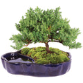 Brussel's Bonsai Brussel's Green Mound Juniper Bonsai in Zen Reflections Pot, SMALL