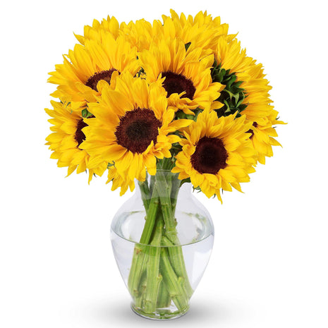 Benchmark Bouquets - Sunflower Bouquet - Fresh Flowers for Delivery - Real Flowers in a Vase - Floral Arrangements Gift Set - Birthday Flowers for Women - Glass Vase Included (10 Stems)