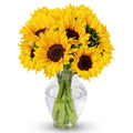 Benchmark Bouquets - 10 Stem Sunflowers (Glass Vase Included) - Fresh Flowers for Delivery - Gift for Graduation, Birthday, Anniversary, Sympathy, Get Well, Congratulations