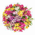 10 stem Alstroemeria/Peruvian Lilies Assorted Bqt - KaBloom Prime Next Day - Gift for Birthday, Sympathy, Anniversary, Get Well, Thank You, Valentine, Mother’s Day Fresh Flowers