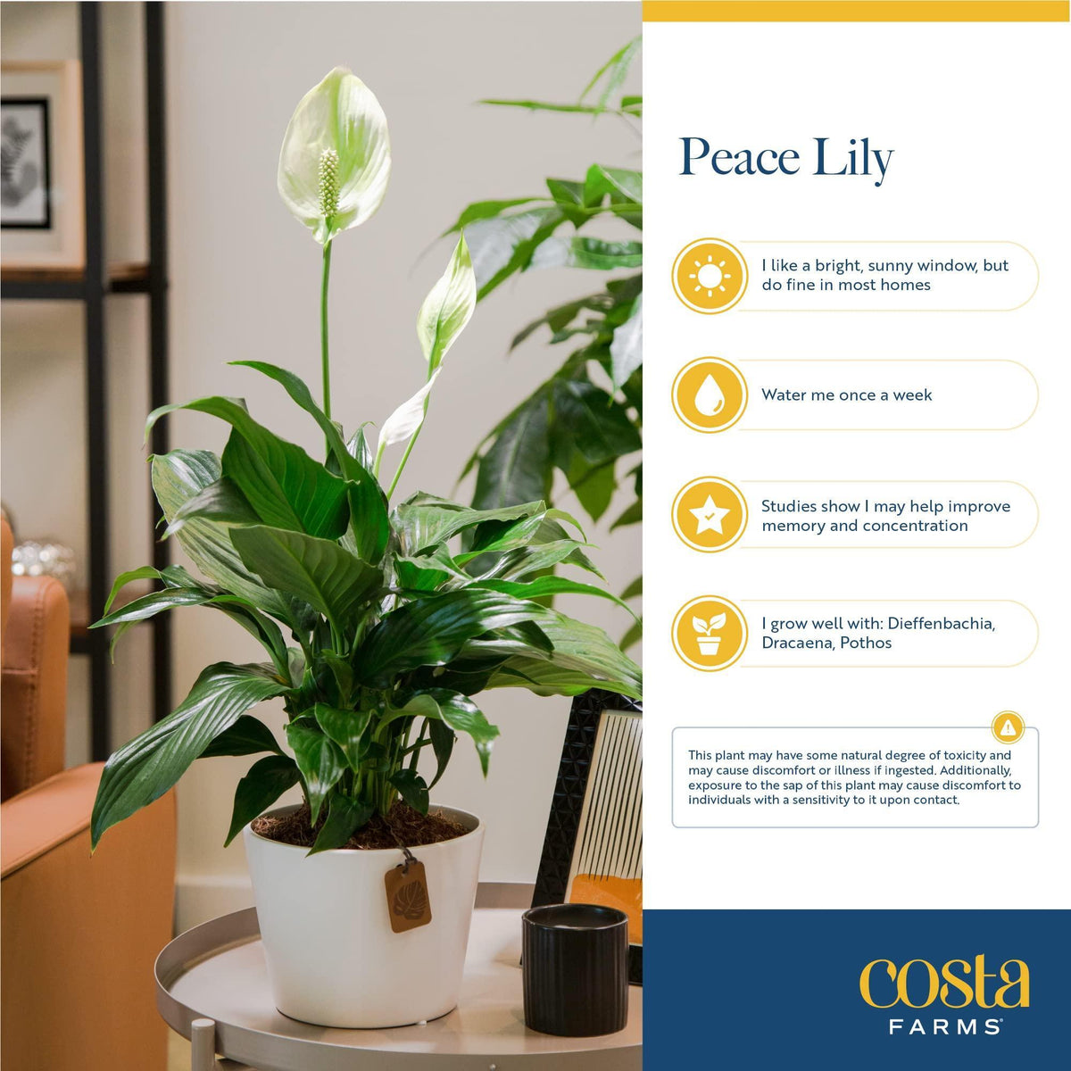Costa Farms Peace Lily, Live Indoor Plant with Flowers, Air Purifying Houseplant in Nursery Planter Pot, Potting Soil, Thinking of You Gift, Plants Room Decor, 1 Foot Tall