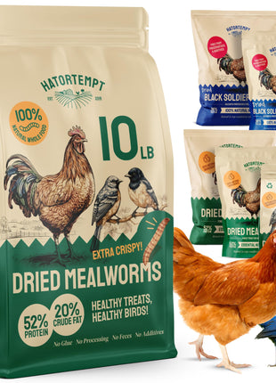 Hatortempt Bulk Dried Mealworms - 10 Lb Bag - Non-GMO Dried Mealworms for Chickens, Ducks & Wild Birds - High-Protein Chicken Feed & Bird Food