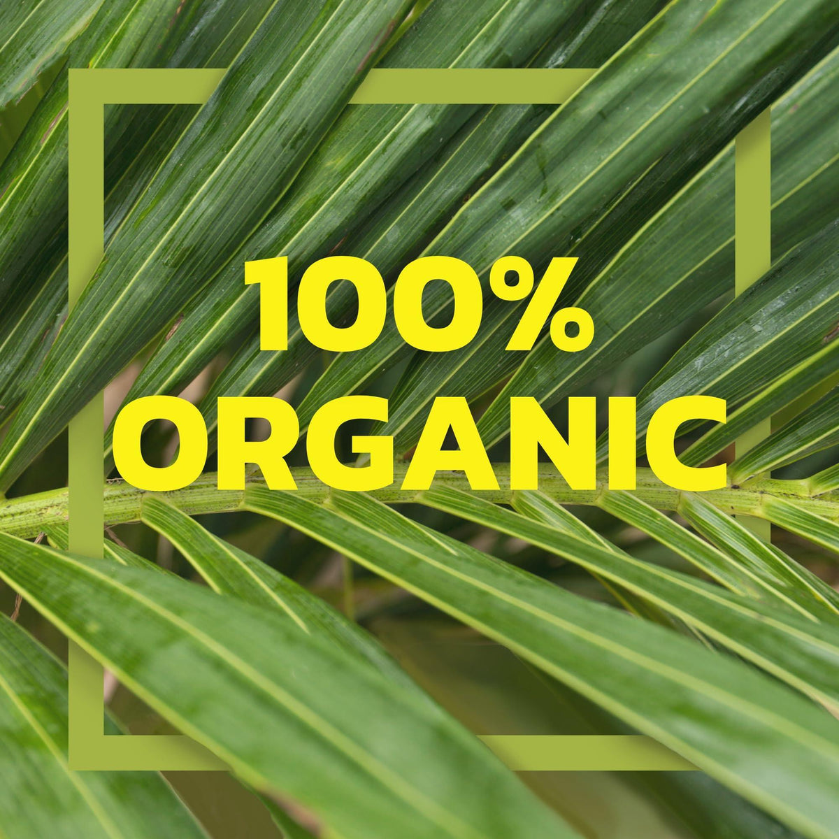 Native Forest Organic Young Jackfruit - Great Meatless Alternative, Plant Based Meat, Ideal Texture, Soy Free, Non-GMO Project Verified, USDA Organic - 6.1 Lb