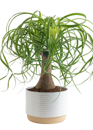 Costa Farms Ponytail Palm Live Plant in Decorative Pot, Easy to Maintain Indoor Houseplant, Perfect for Home, Room, or Office Decor, Great House Warming or Birthday Gift, 12-22 Inches Tall