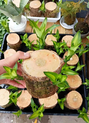 Brazilian Lucky Tree Plants, Bamboo and Trays, Small Plant desks, Good Luck Offices, Kitchens, Living Rooms, Home Decorations, Brazilian Lucky Tree