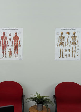 Anatomy Lab Muscular and Skeletal Anatomy Poster Set -2 PACK LAMINATED, Anatomy and Physiology Poster, 17.3 x 22.5 Inches, Muscles Diagram, Human Anatomy Poster