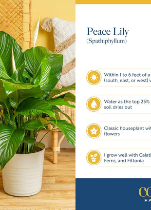 Costa Farms Peace Lily, Live Indoor Plant with Flowers, Air Purifying Houseplant in Nursery Planter Pot, Potting Soil, Thinking of You Gift, Plants Room Decor, 1 Foot Tall