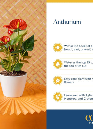 Costa Farms Anthurium, Flamingo Flower Live Plant in Decorative Pot, Air Purifying Flowering Indoor Houseplant, Home, Room, or Office Decor, House Warming or Birthday Gift, 10-14 Inches Tall