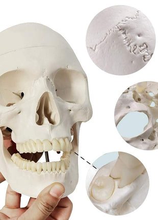 EVOTECH SCIENTIFIC Human Adult Skull Anatomical Model, Medical Quality, Life Size (9 inch Height) - 3 Part - Removable Skull Cap - Shows Most Major Foramen, Fossa, and Canals - for Medical Student