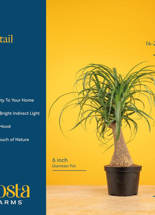 Costa Farms Ponytail Palm Live Plant in Decorative Pot, Easy to Maintain Indoor Houseplant, Perfect for Home, Room, or Office Decor, Great House Warming or Birthday Gift, 12-22 Inches Tall