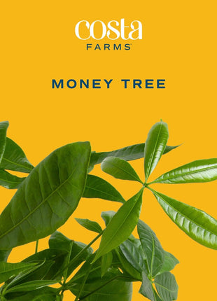 Costa Farms Money Tree Live Plant in Decorative Pot, Easy to Maintain, Air Purifying Braided Indoor Houseplant, Home, Room, or Office Decor, House Warming or Birthday Gift, 12-16 Inches Tall
