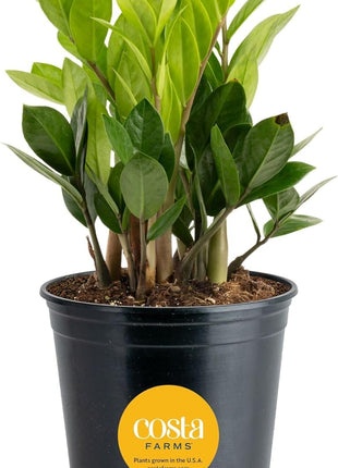 Costa Farms ZZ Live Plant in Plastic Pot, Easy to Maintain, Air Purifying Indoor Houseplant, Perfect for Home, Room, or Office Decor, Great House Warming or Birthday Gift, 12-20 Inches Tall