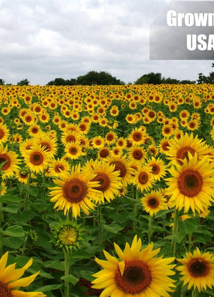 Old Potters Wildlife Black Oil Sunflower Seeds for Birds and Wildlife, Non-GMO & USA Grown on Small Farms (12 lbs)