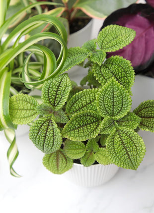 Pet Friendly House Plant Decor 3-Pack, Dog & Cat Safe Plants in 4 inch White Pots for Home & Office, Grower's Choice Live Houseplants, Approx. 9 inch Tall, Peperomia, Calathea & More by Plants for Pets