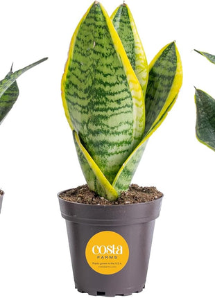 Costa Farms Snake Plant, Live Plants in Plastic Pots, Easy to Maintain, Air Purifying Indoor Succulent Houseplants, Assorted Variety, Home, Room, or Office Decor, Pack of 3, 8-12 Inches Tall