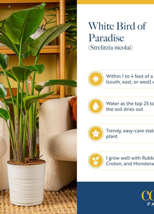 Costa Farms White Bird of Paradise Live Plant in Plastic Pot, Large Indoor Houseplant, Perfect for Home, Room, or Office Decor, Great House Warming or Birthday Gift, 2-3 Feet Tall