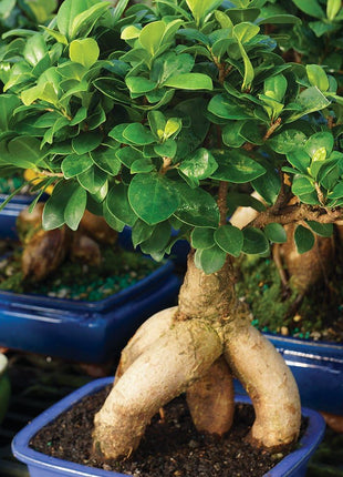 Brussel's Bonsai Live Ginseng Grafted Ficus Indoor Bonsai Tree - Medium, 6 Year, 8 to 12 In - Live Bonsai Tree in Ceramic Bonsai Pot and Humidity Tray